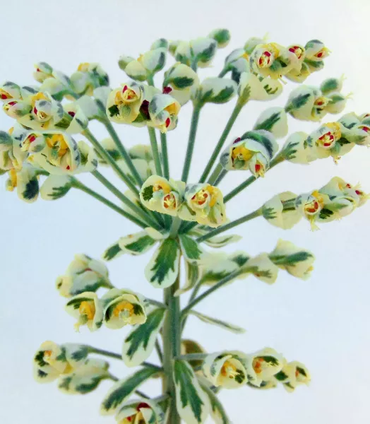 euphorbe-characias-wilcott-silver-swan-82723-fl.webp