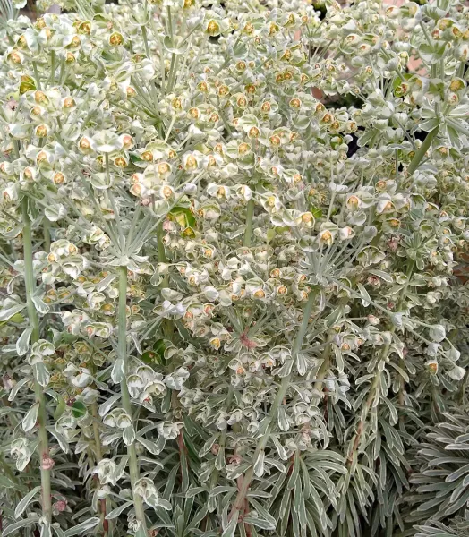 EUPHORBIA charachias Silver swan ® 3L
