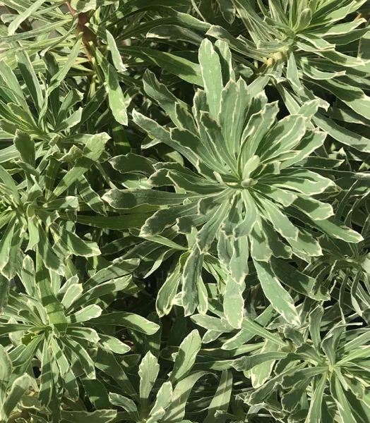 euphorbe-characias-wilcott-syn-silver-swan-copyright-827232-2.webp