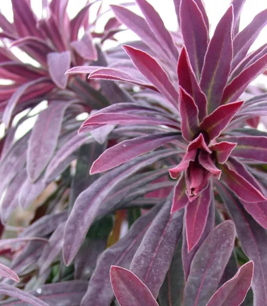 EUPHORBIA ruby glow ® 3L