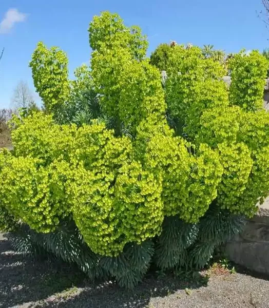 euphorbia-characias-subps-wulfenii.webp