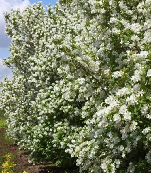 exochorda-lotus-moon-82908-2.webp