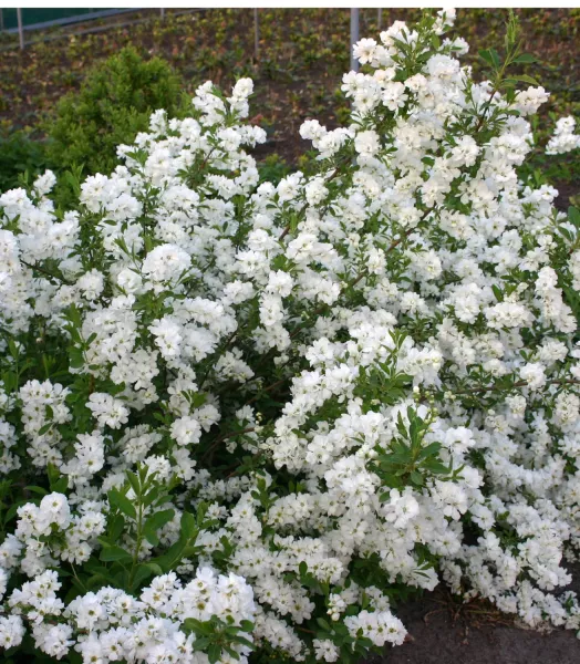exochorda_snow_day_surprise_pearl_bush_pw_exosd_02.webp
