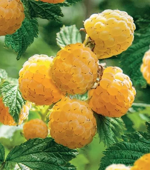 RUBUS IDAEUS ABUNDANCE SPL YELLOW 4L