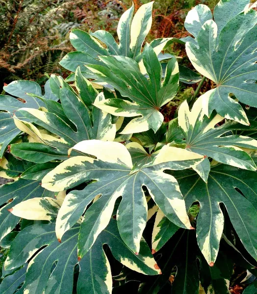 fatsia-variegata-wb-jungle-1.webp