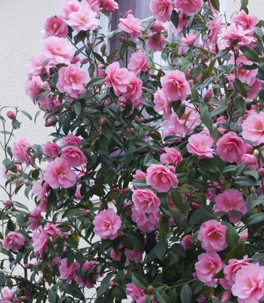 Camélia japonica rose 9,5l