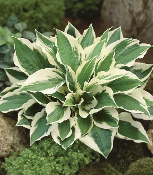 HOSTA 'patriot' 3L