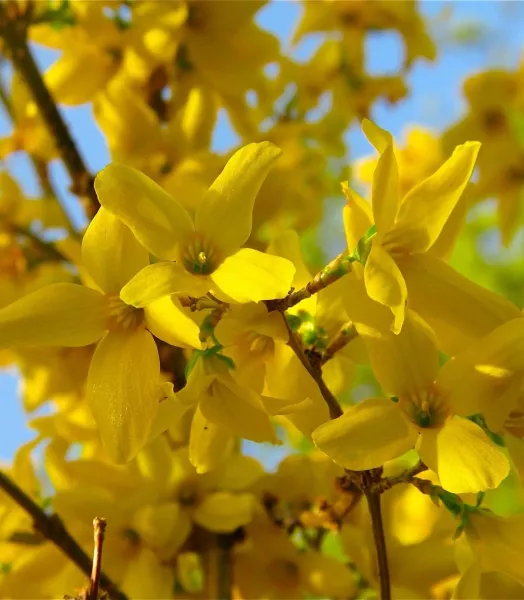 forsythia-x-intermedia-lynwood-1001122-2.webp