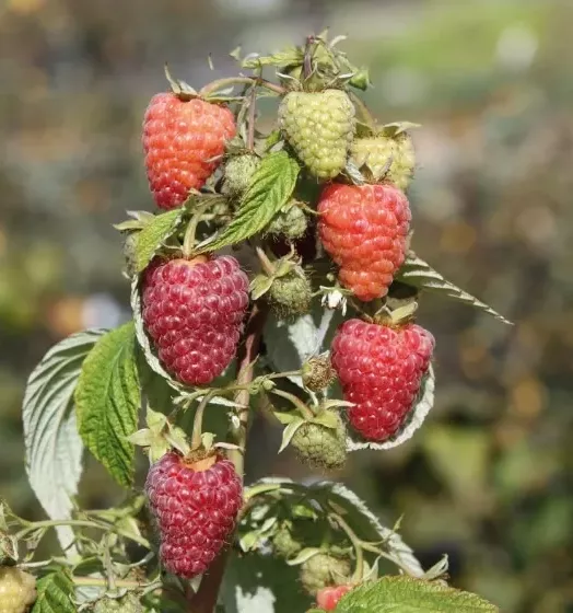 RUBUS IDAEUS ABUNDANCE SPL RED 4L