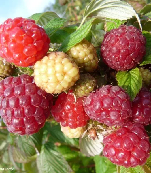 RUBUS IDAEUS AROMA QUEEN 4L