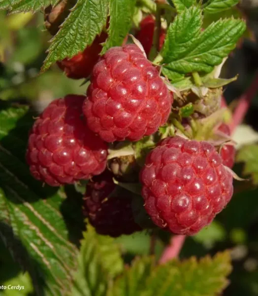 RUBUS IDAEUS AUTOMN BLISS 4L