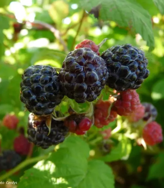 RUBUS IDAEUS BLACK JEWEL 4L