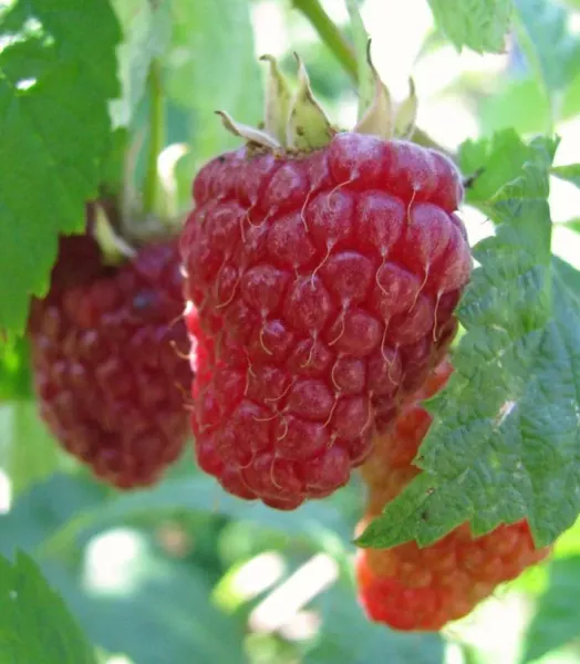 RUBUS IDAEUS AUTOMN HAPPY MAL 4L