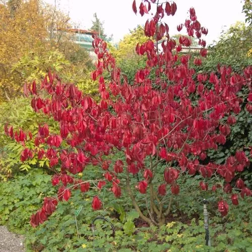 fusain-au-feuillage-colore-rouge_fr_500_0022111.webp