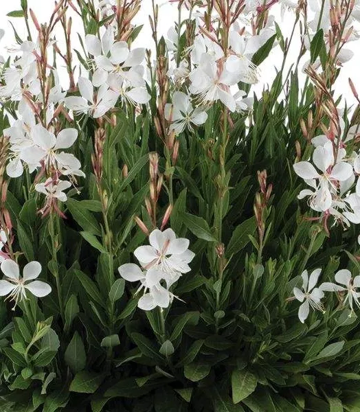 GAURA lindheimeri 'Steffi ® White' 3L