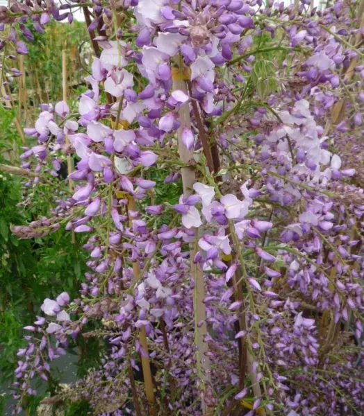 WISTERIA sinensis. CAROLINE 4L