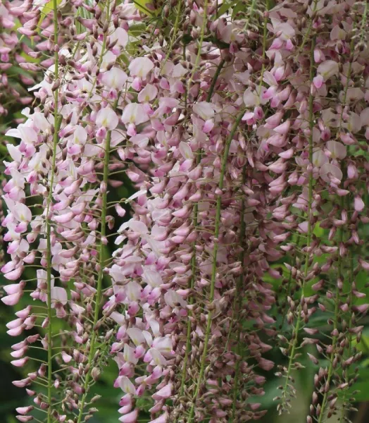 WISTERIA FL. ROSEA 4L