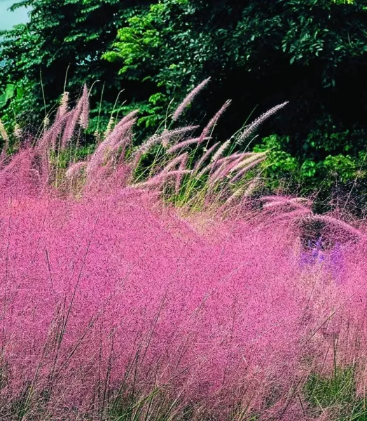 MUHLENBERGIA capilaris Ruby 4L