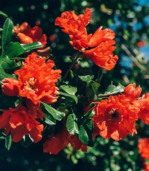 grenadier_a_fleurs_-_punica_granatum_pleniflora_adobestock_332879484_web_m.webp