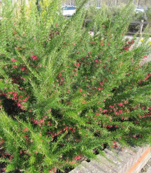 GREVILLEA JUNIPERINA CANBERRA GEM 4L