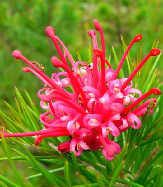 grevillea-juniperina-camberra-gem-83330-2.webp