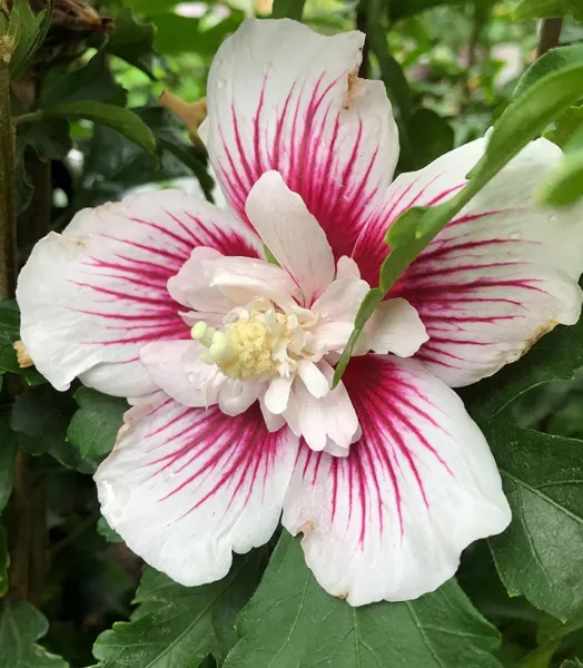 hibiscus-syriacus-starburst-chiffon-althea-mauve-en-arbre-copyright-837381-5.webp
