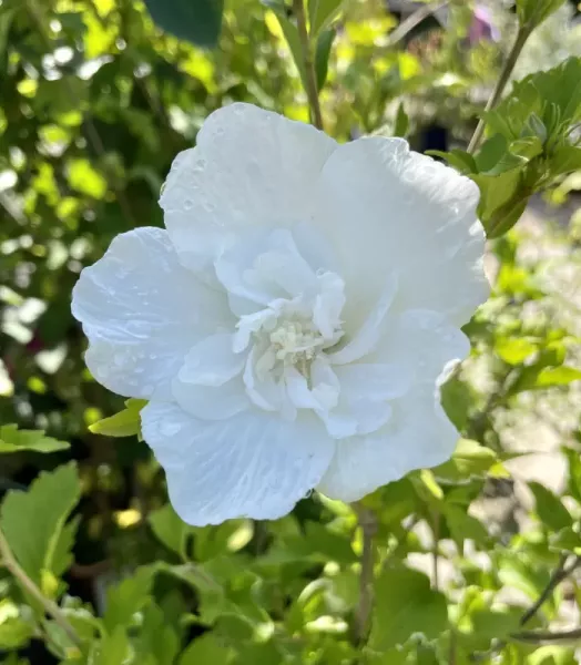 hibiscus-syriacus-white-chiffon.webp