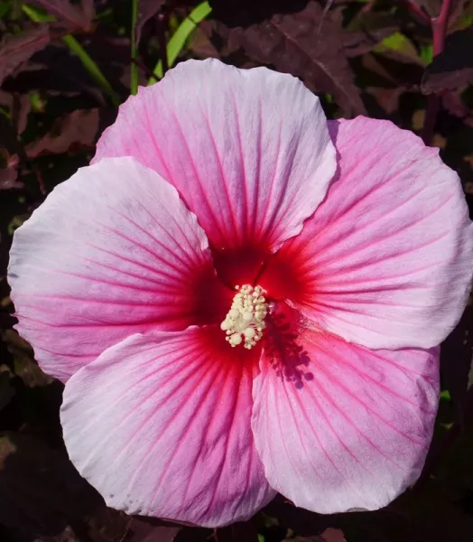 HIBISCUS moscheutos Fleming's Summer Storm 4L
