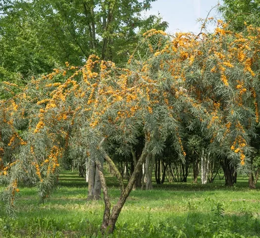 hippophae-rhamnoides-multi-stem-1.webp