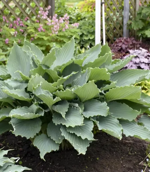 HOSTA 'Diamond Lake' 3L