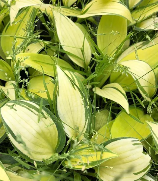 HOSTA JUNE 3L