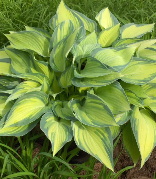 HOSTA 'JUNE' 3L