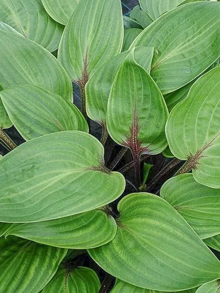 HOSTA 'Purple Heart' 3L