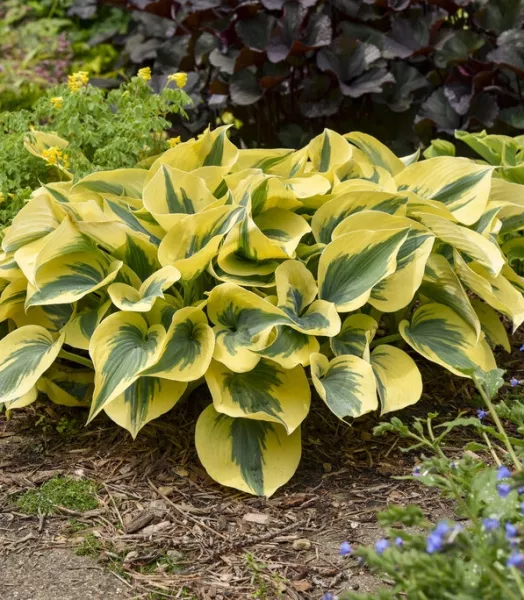 HOSTA Shadowland 'Automn Frost' 3L