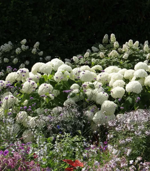 HYDRANGEA arborescens Annabelle 4L