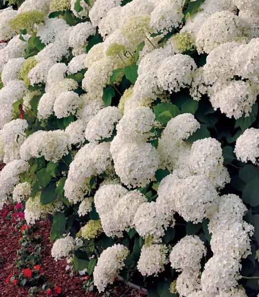 hydrangea-arborescens-annabelle-678372-2.webp
