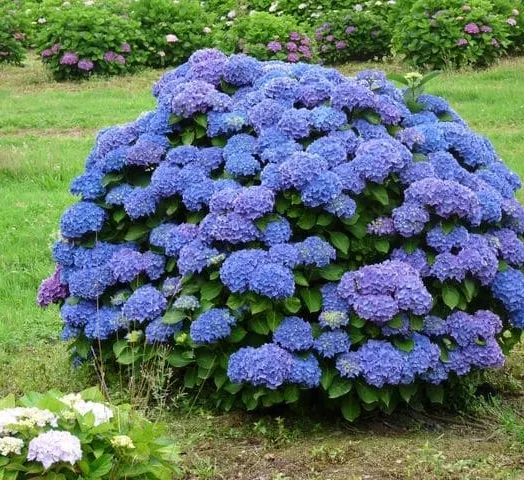 hydrangea-macrophylla-renate-steiniger-9.webp