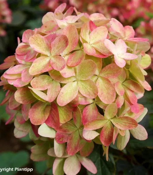 hydrangea_paniculata_graffiti-copyright-plantipp-89527-2.webp