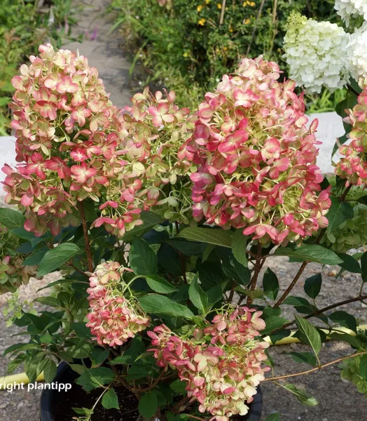 HYDRANGEA paniculata Graffiti ® 4L