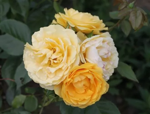 Rosa tige sp. Anisade 7,5L
