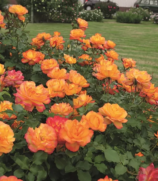 Rosier Grimpant Sahara 7,5l