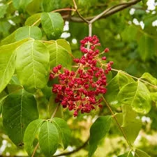 images_0.webp