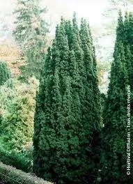 TAXUS baccata 4L