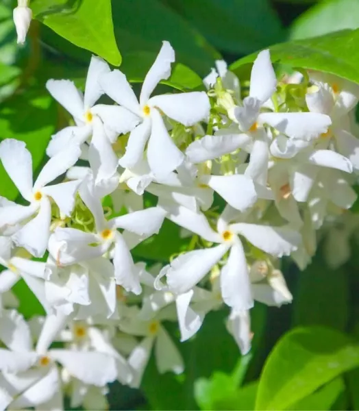jasmin-etoile-trachelospermum-jasminoides-canva-82380-1_2.webp