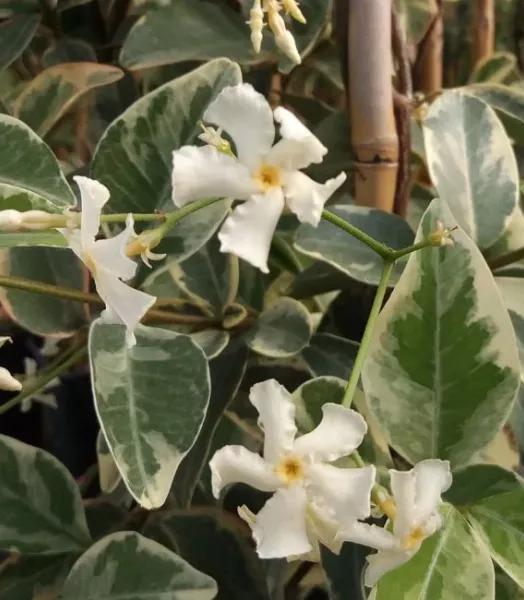jasmin-etoile-variegatum-trachelospermum-jasminoides-tra.webp