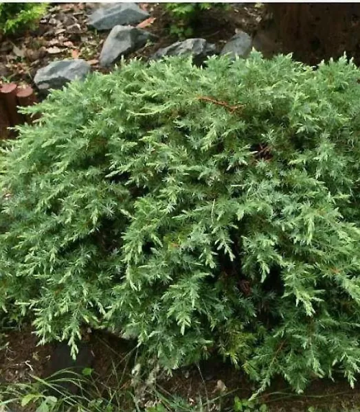 JUNIPERUS CONFERTA SCHLAGER 4L