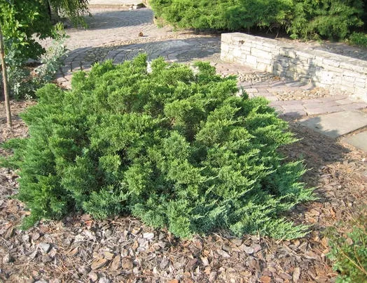 Juniperus sabina Tamariscifolia 4L