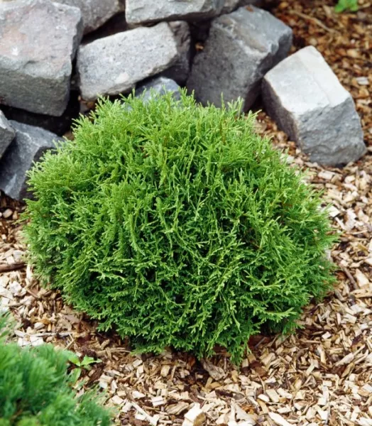 Thuja occidentalis Danica 4L