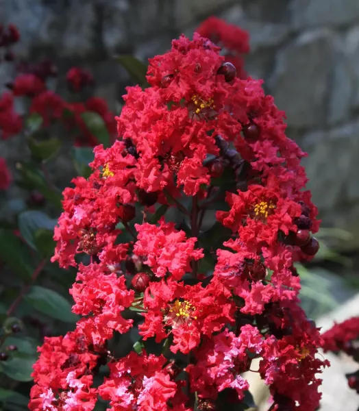 LAGERSTROEMIA indica Dynamite 4L