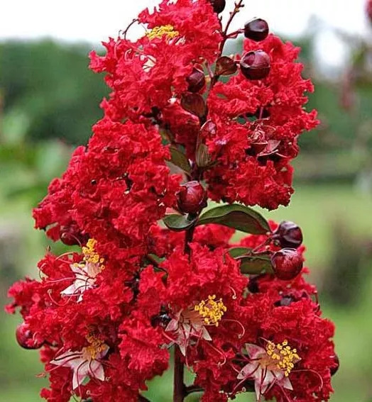 LAGERSTROEMIA indica 'Red rockett' 4L